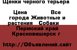 Щенки черного терьера › Цена ­ 35 000 - Все города Животные и растения » Собаки   . Пермский край,Красновишерск г.